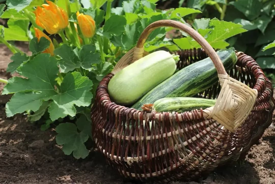 Welches Gewürz für Zucchini: Die besten Tipps für mehr Geschmack